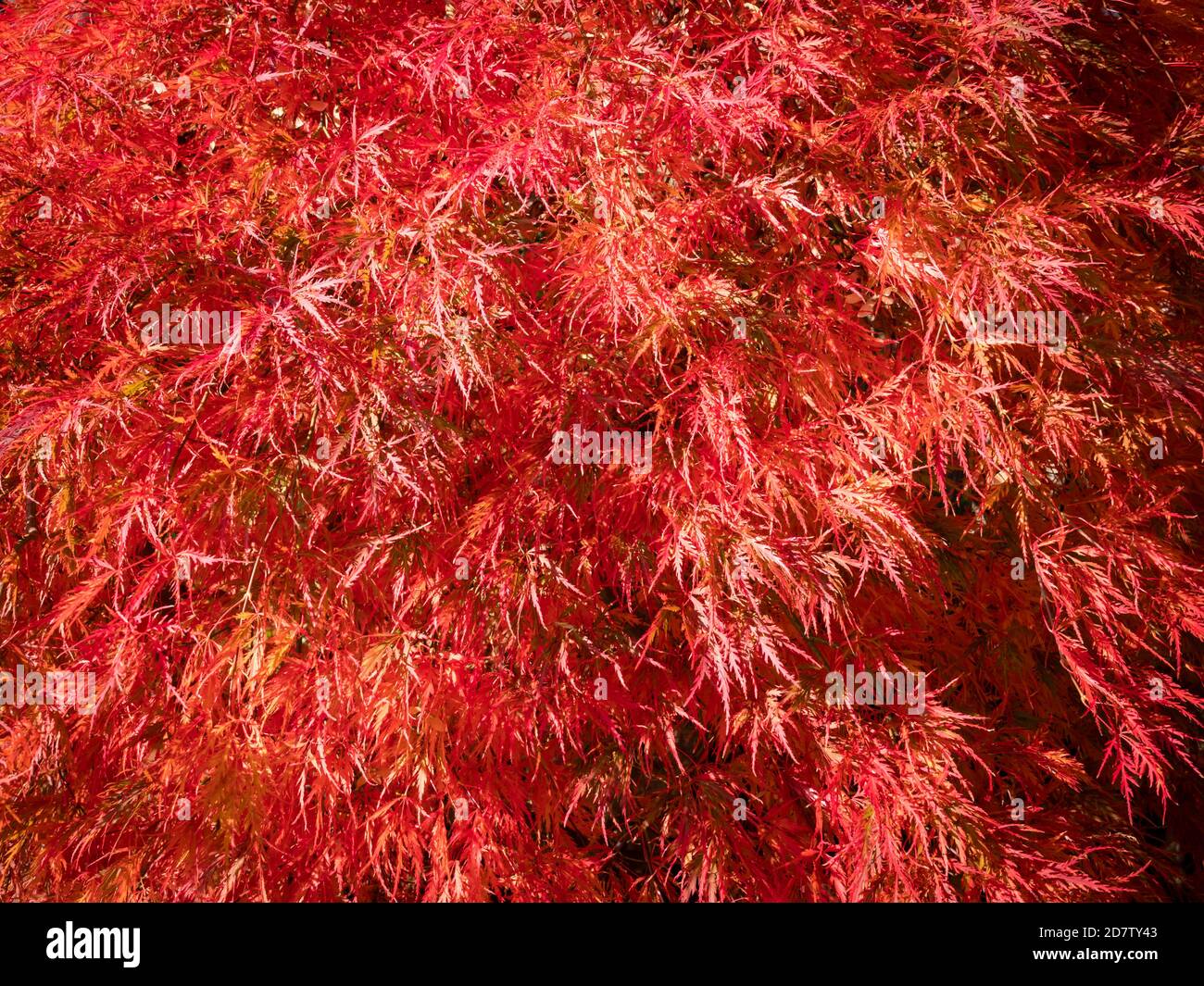 Foglie di rosso brillante e frutto di un albero d'acero giapponese (Acer japonicum) Foto Stock