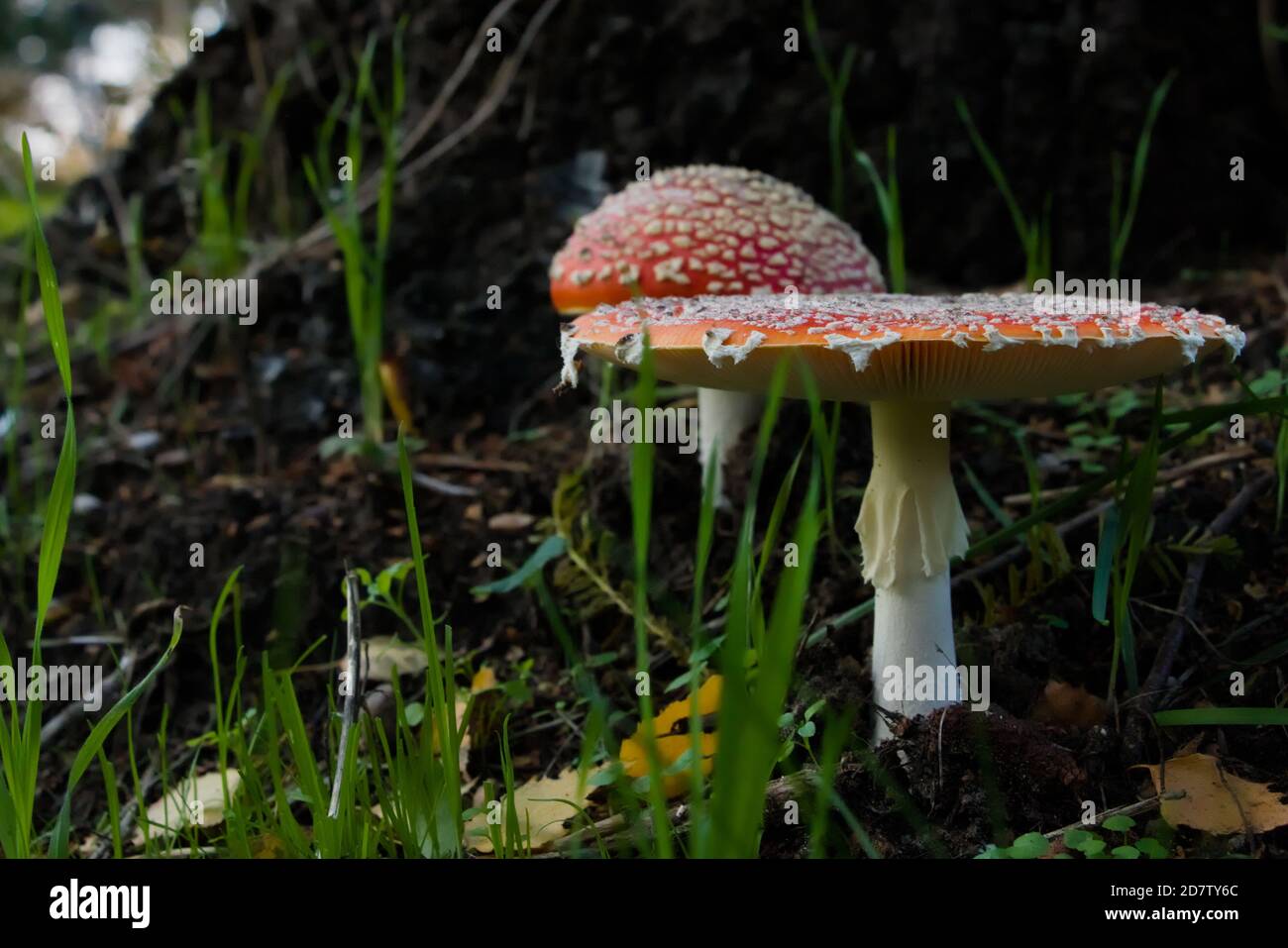 Vista laterale di due agarici di mosca (Amanita muscaria) Sul fondo di una betulla (Betula) Foto Stock