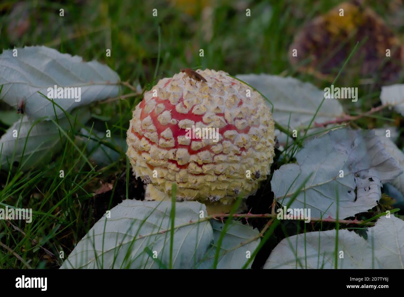 Mosca agarica (Amanita muscaria) che emerge tra le foglie Foto Stock