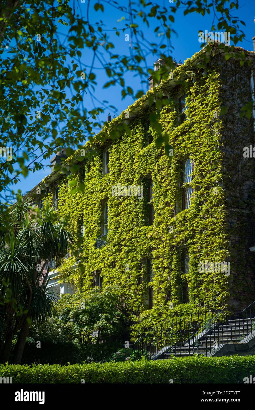 Una casa georgiana nella città sud di Dublino coperta di edera. Foto Stock