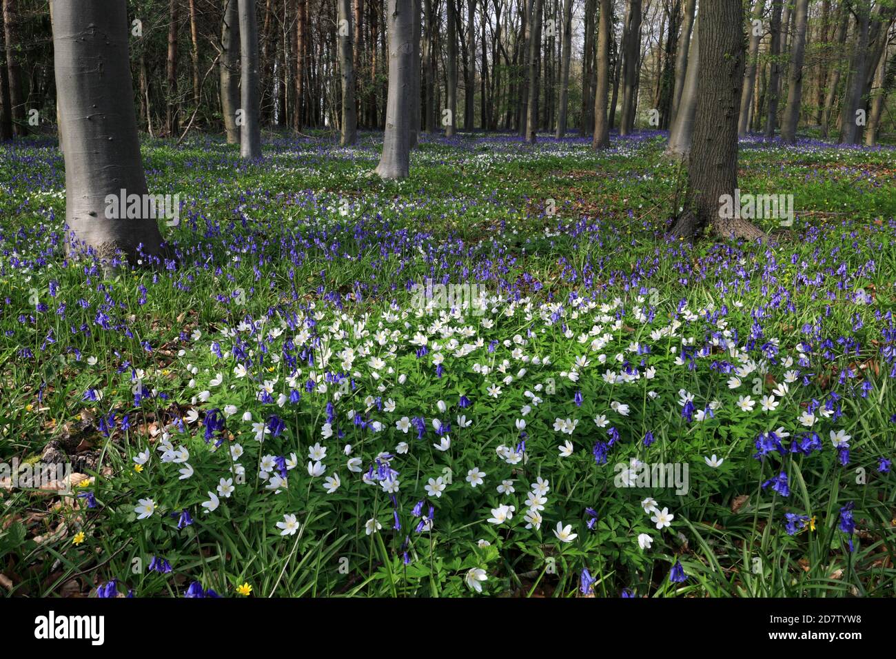 La molla tappeto di fiori Bluebell e legno fiori Anemone; Rockingham Forest vicino a Corby town, Northamptonshire, England, Regno Unito Foto Stock