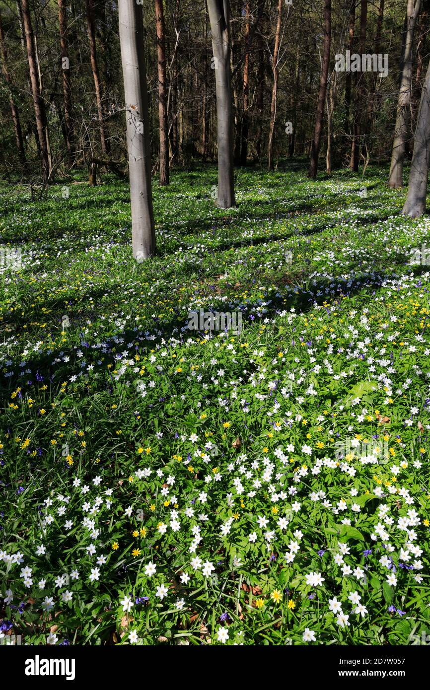 La molla tappeto di fiori Bluebell e legno fiori Anemone; Rockingham Forest vicino a Corby town, Northamptonshire, England, Regno Unito Foto Stock