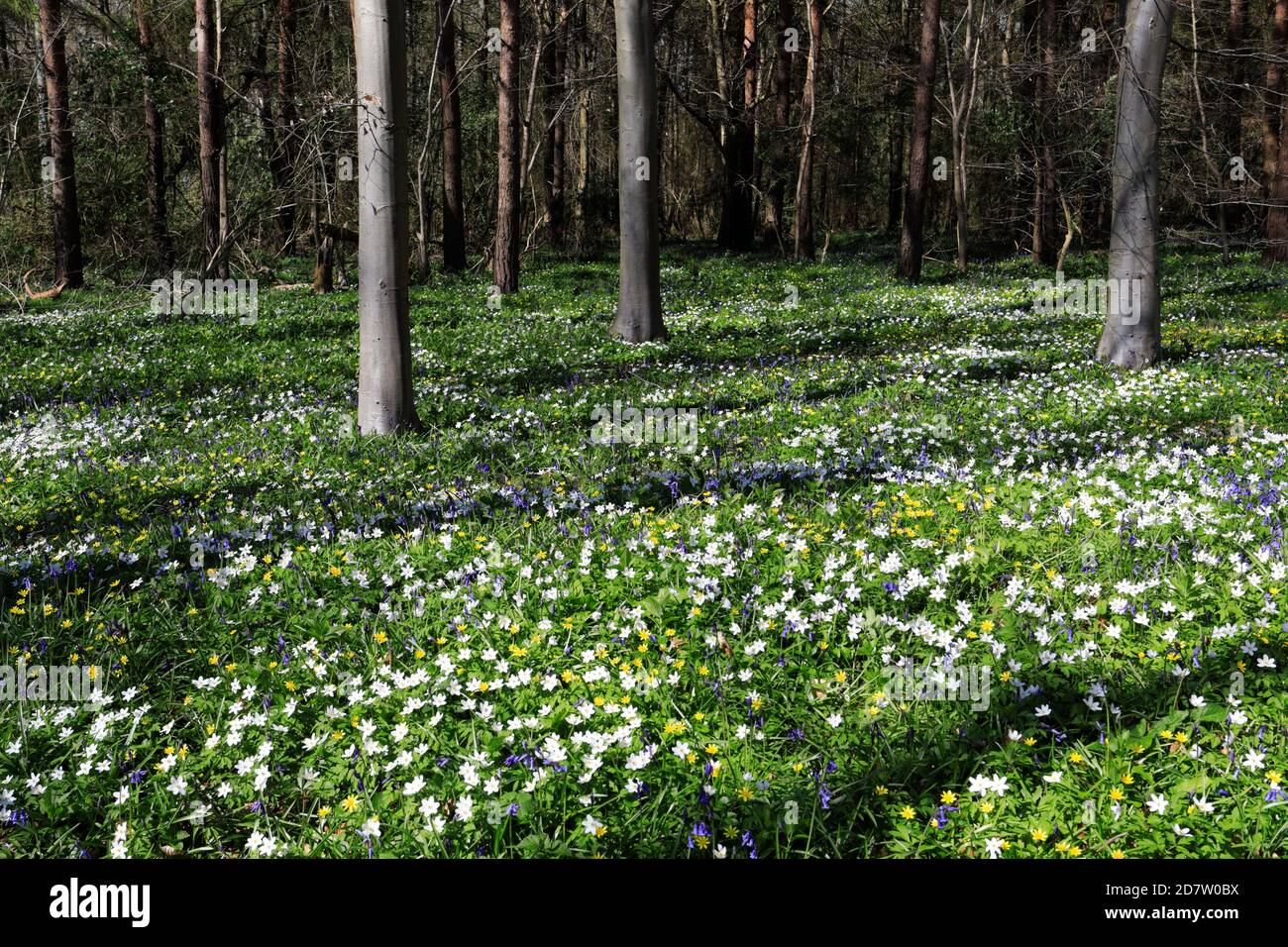 La molla tappeto di fiori Bluebell e legno fiori Anemone; Rockingham Forest vicino a Corby town, Northamptonshire, England, Regno Unito Foto Stock