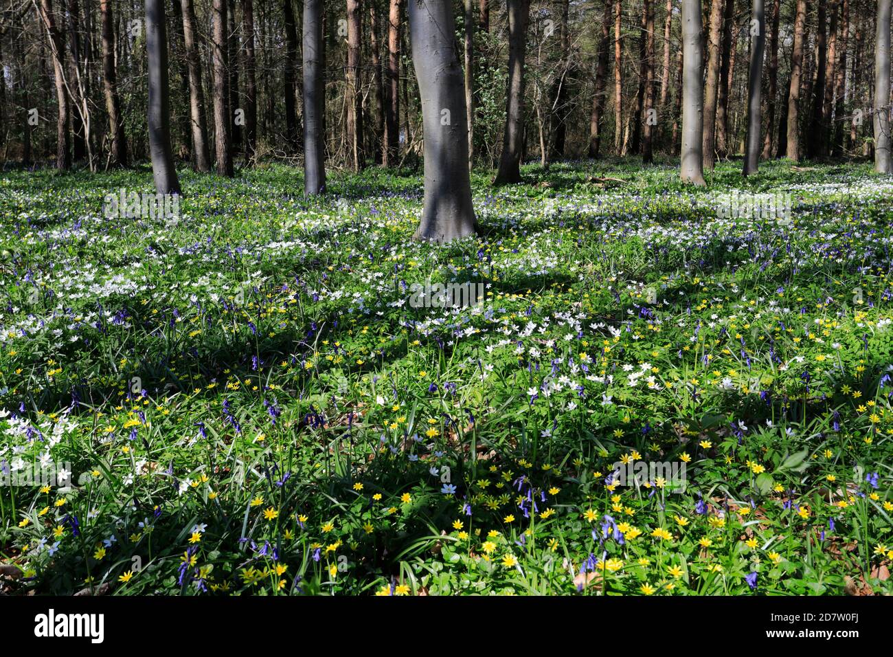 La molla tappeto di fiori Bluebell e legno fiori Anemone; Rockingham Forest vicino a Corby town, Northamptonshire, England, Regno Unito Foto Stock