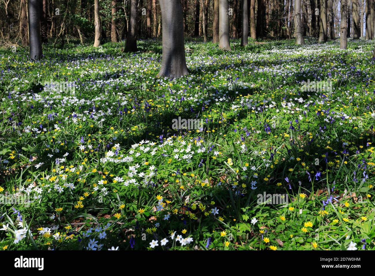 La molla tappeto di fiori Bluebell e legno fiori Anemone; Rockingham Forest vicino a Corby town, Northamptonshire, England, Regno Unito Foto Stock