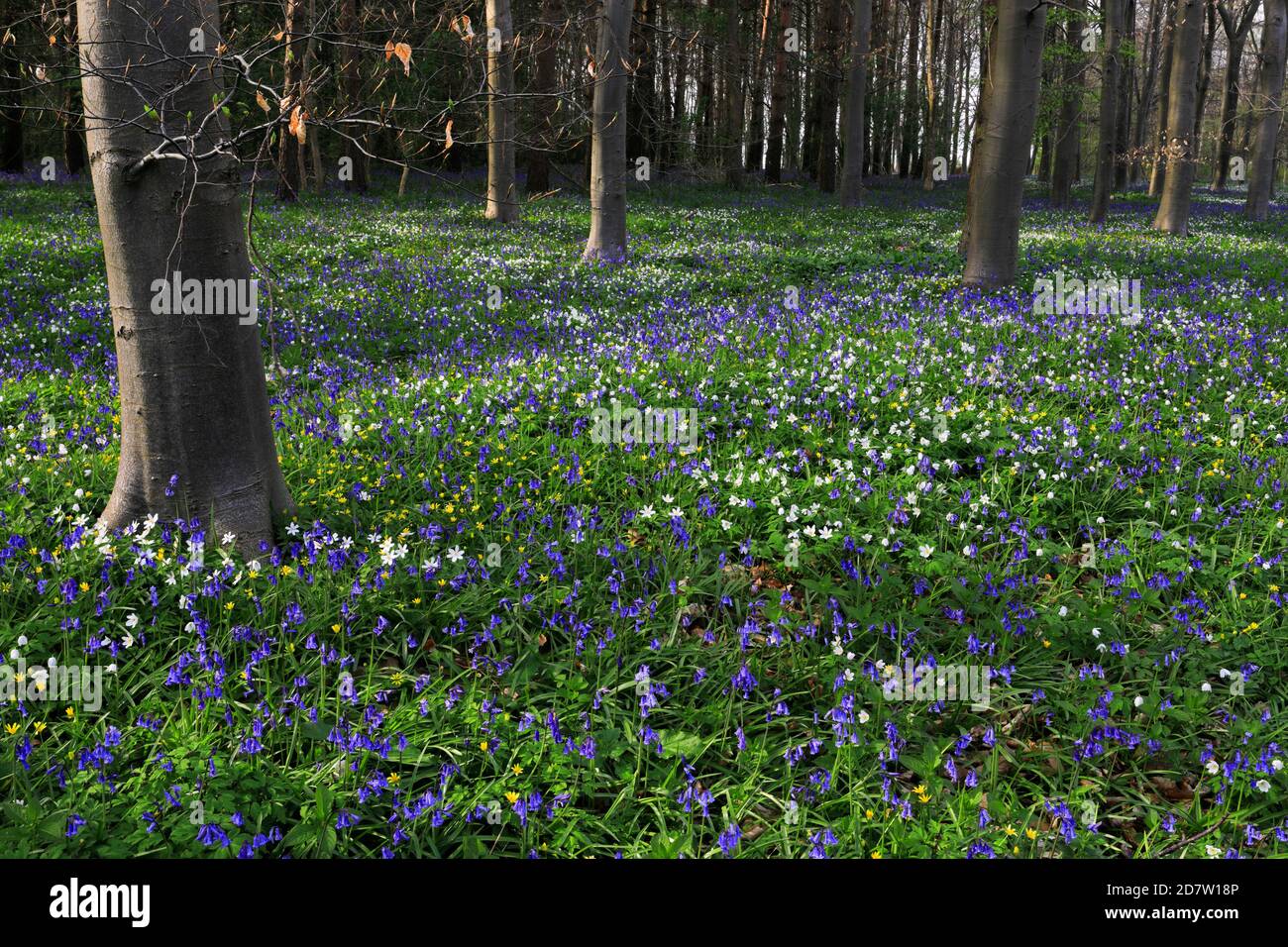 La molla tappeto di fiori Bluebell e legno fiori Anemone; Rockingham Forest vicino a Corby town, Northamptonshire, England, Regno Unito Foto Stock