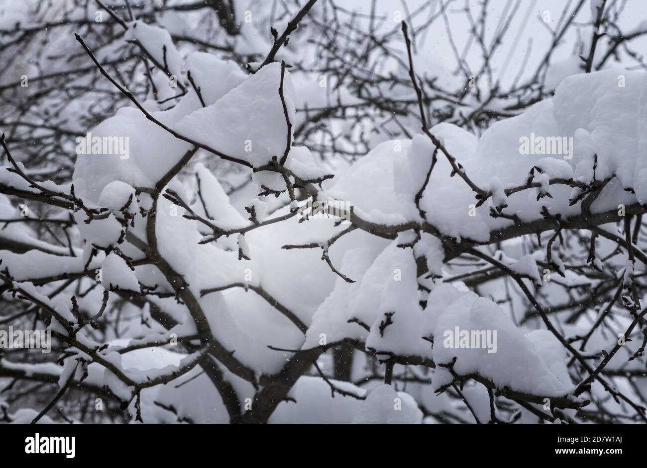 Paesaggio invernale: Neve sui rami di alberi Foto Stock