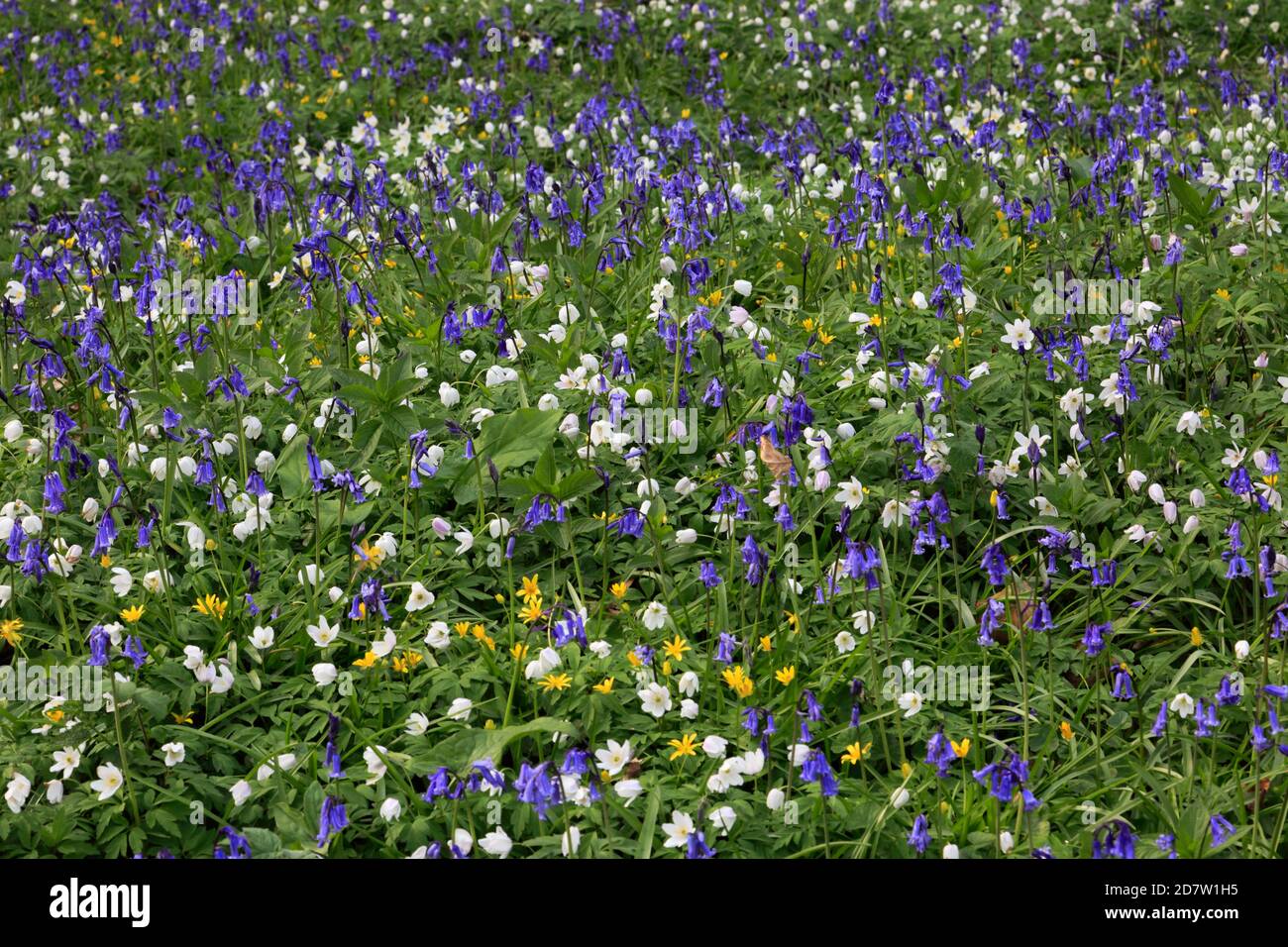 La molla tappeto di fiori Bluebell e legno fiori Anemone; Rockingham Forest vicino a Corby town, Northamptonshire, England, Regno Unito Foto Stock