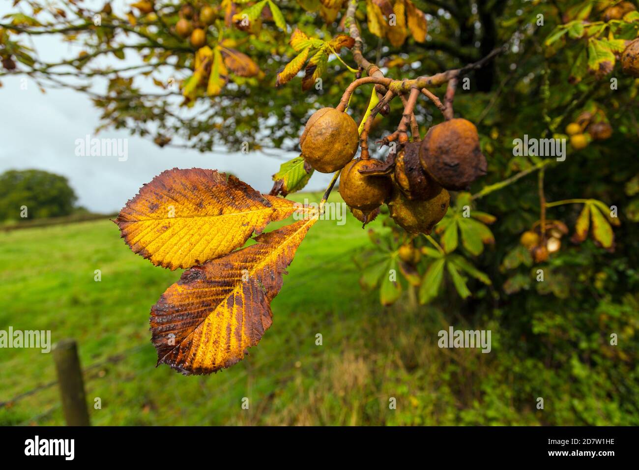 Cavallo Chestnut ramo con foglie d'autunno e conker Foto Stock