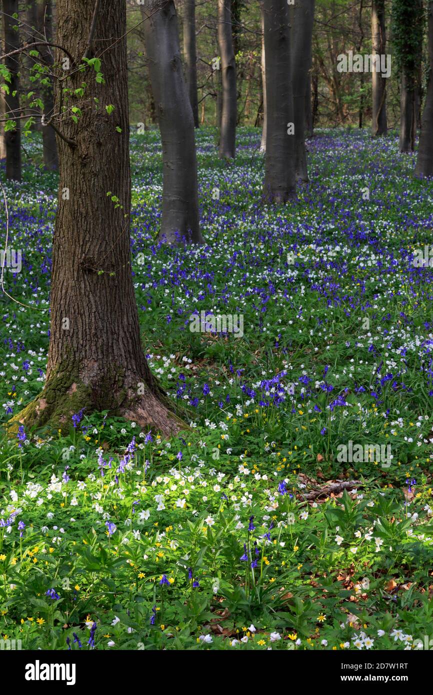 La molla tappeto di fiori Bluebell e legno fiori Anemone; Rockingham Forest vicino a Corby town, Northamptonshire, England, Regno Unito Foto Stock
