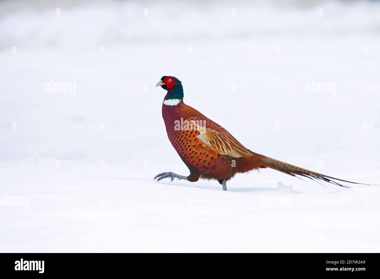 Pheasant Phasianus colchicus maschio nella neve invernale Foto Stock