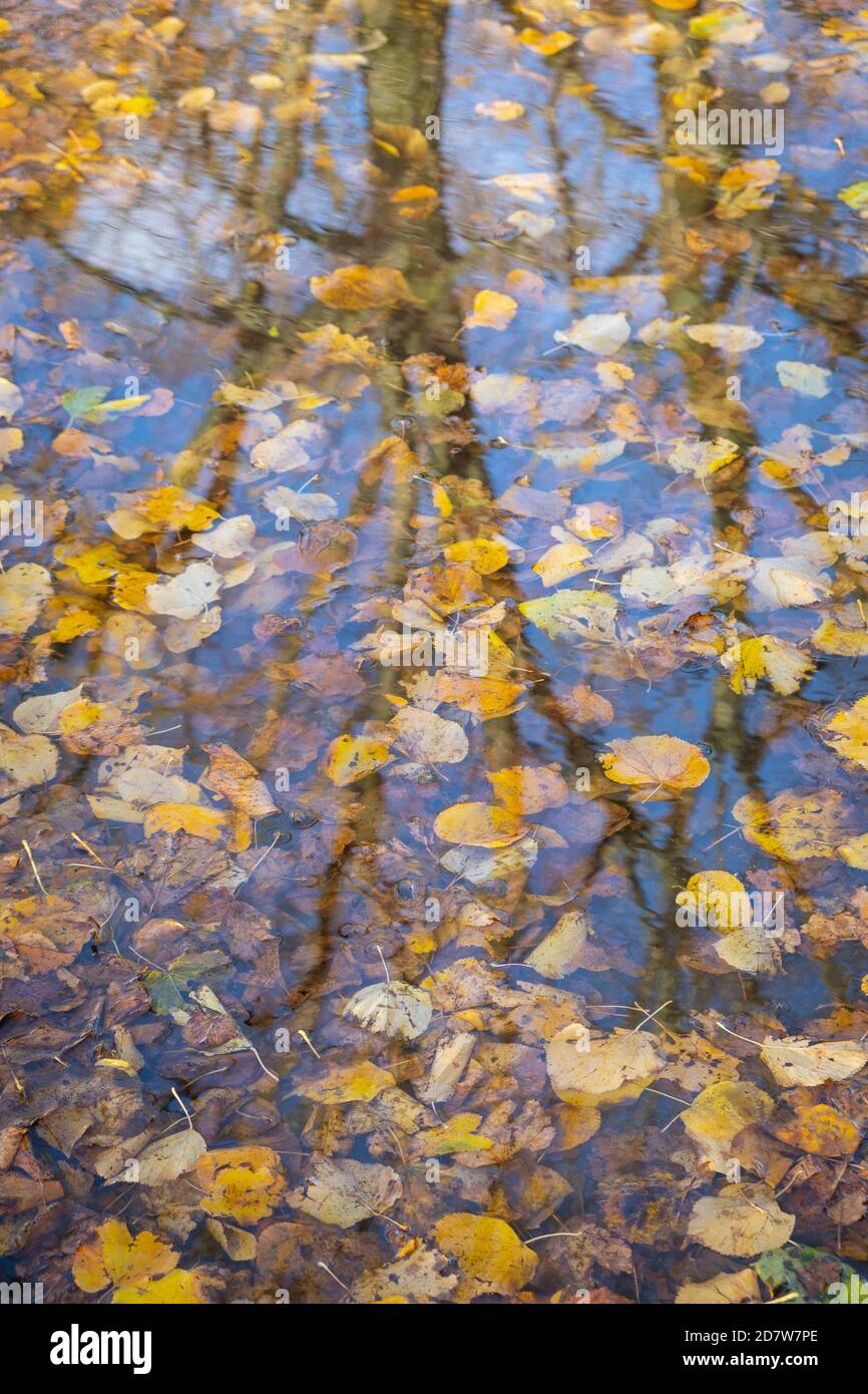 Un'altra vista delle foglie autunnali e una pozza d'acqua nel Regno Unito. Godere dei benefici per la salute mentale derivanti dall'essere all'aperto durante la pandemia di covid. Foto Stock