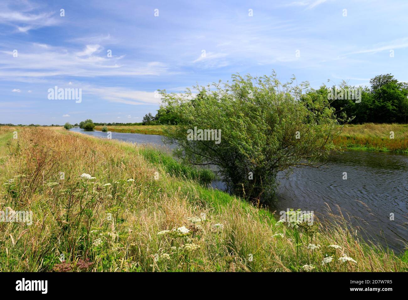 Il fiume New Bedford, Sutton nel villaggio di Isle, Cambridgeshire; Inghilterra, Regno Unito Foto Stock