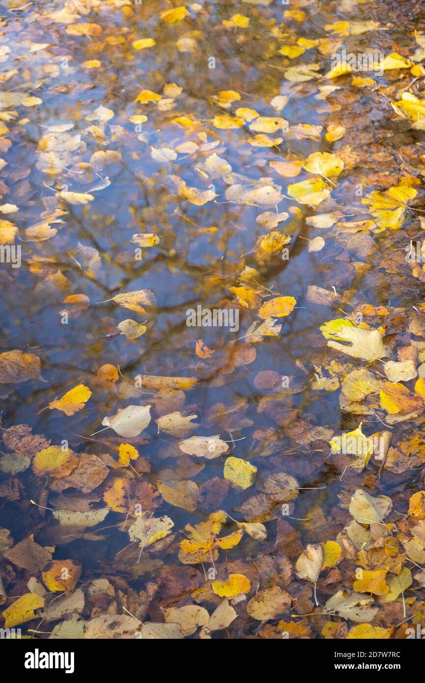Godere di una vista delle foglie autunnali e di una pozza d'acqua nel Regno Unito durante la pandemia di covid. Benefici per la salute mentale di stare all'aperto con la natura. Foto Stock