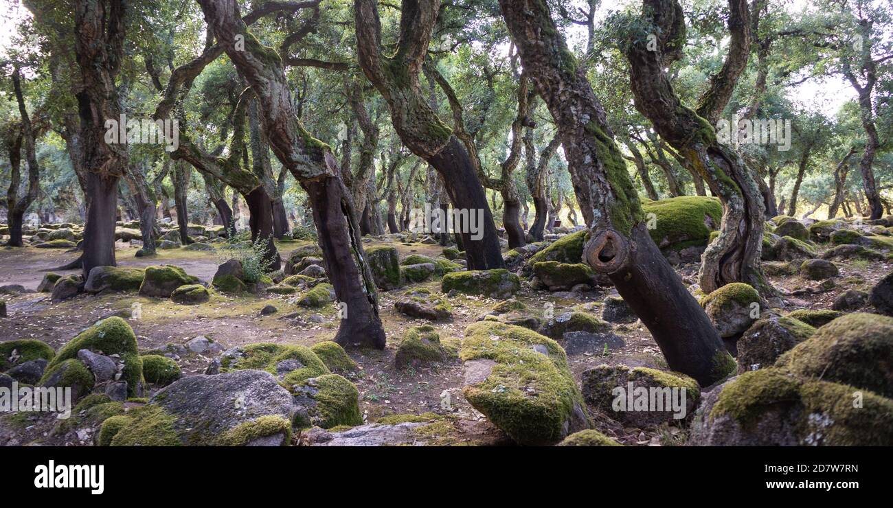 Querce da sughero (Quercus suber) E pietre di muschio in una foresta mediterranea della Sardegna Foto Stock