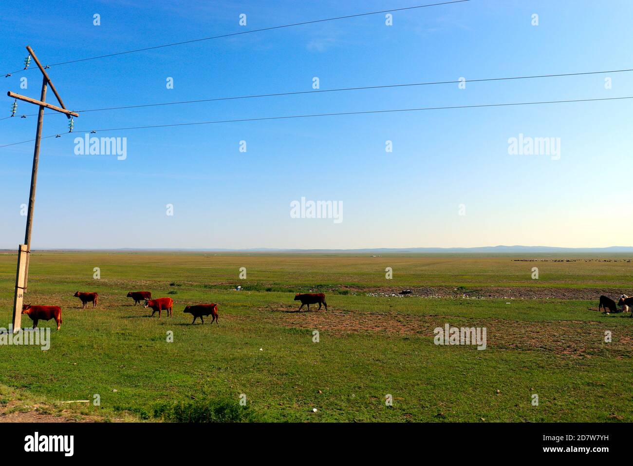 Mongolia steppa paesaggio di infinite praterie sotto bella nuvola in blu sciocco Foto Stock