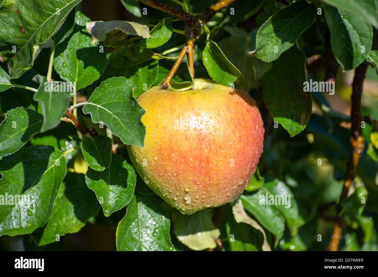 Grandi mele dolci braeburn che maturano sull'albero nel frutteto primo piano Foto Stock