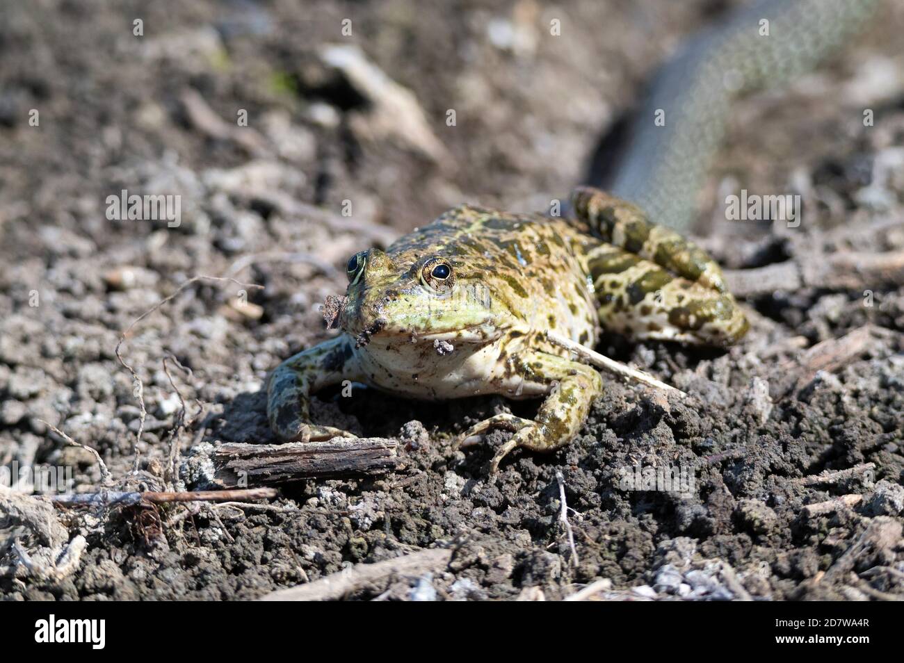 Vista ravvicinata la rana verde scuro si trova a terra Foto Stock