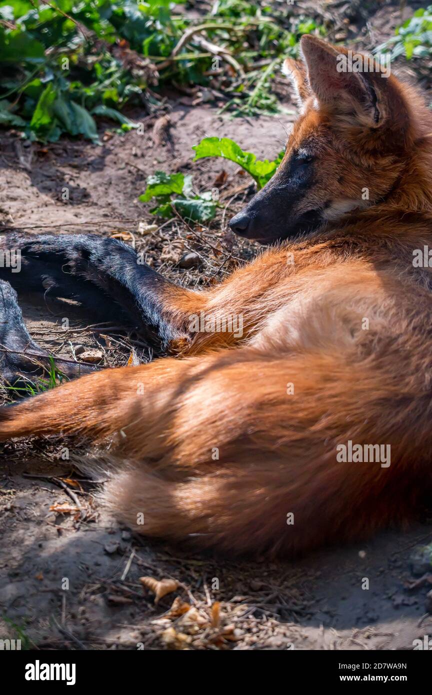 Primo piano di lupo manicato o brachyurus di Chrysocyon Foto Stock