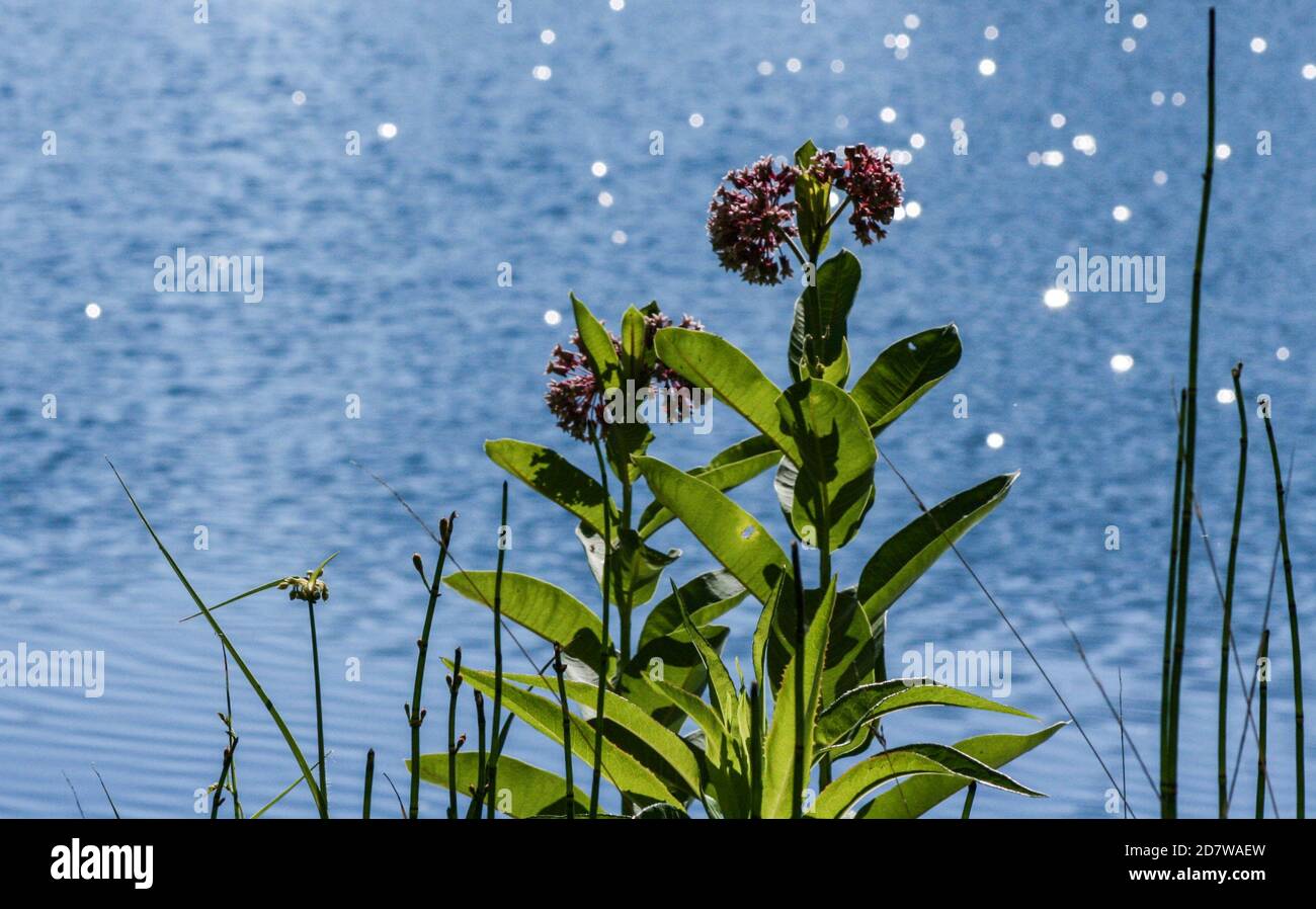 fioritche di munga sulla riva del laghetto di fattoria Foto Stock
