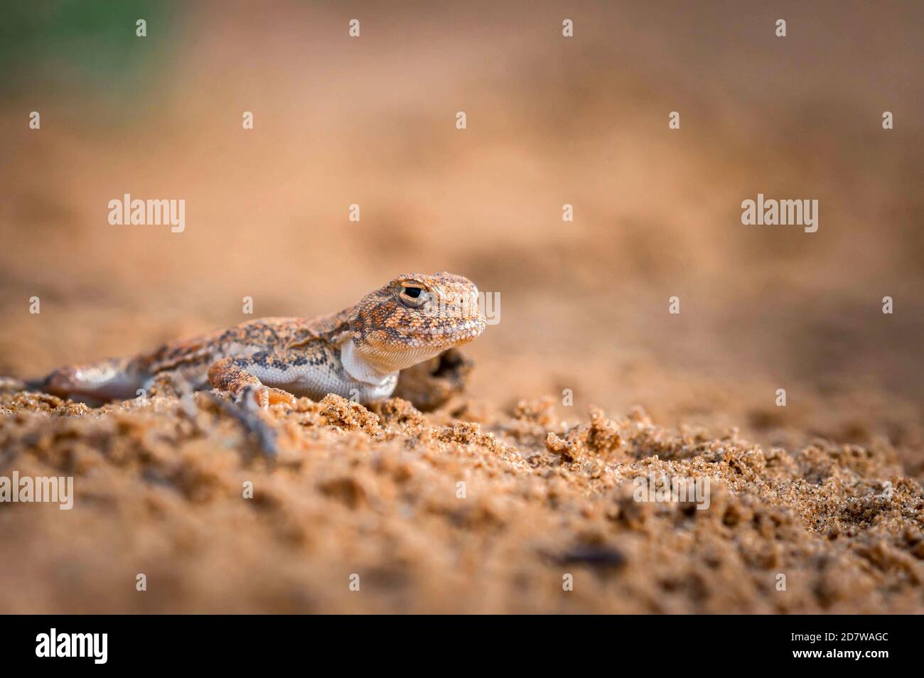 Primo piano di AGAMA a testa di rospo sulla sabbia Foto Stock