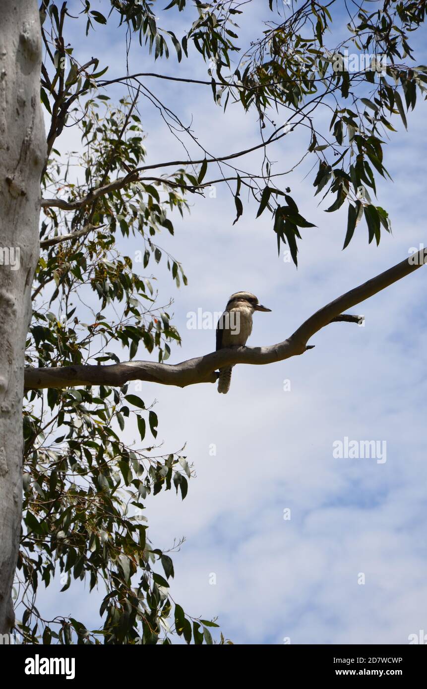 Kookaburra seduto su una filiale, NSW Foto Stock