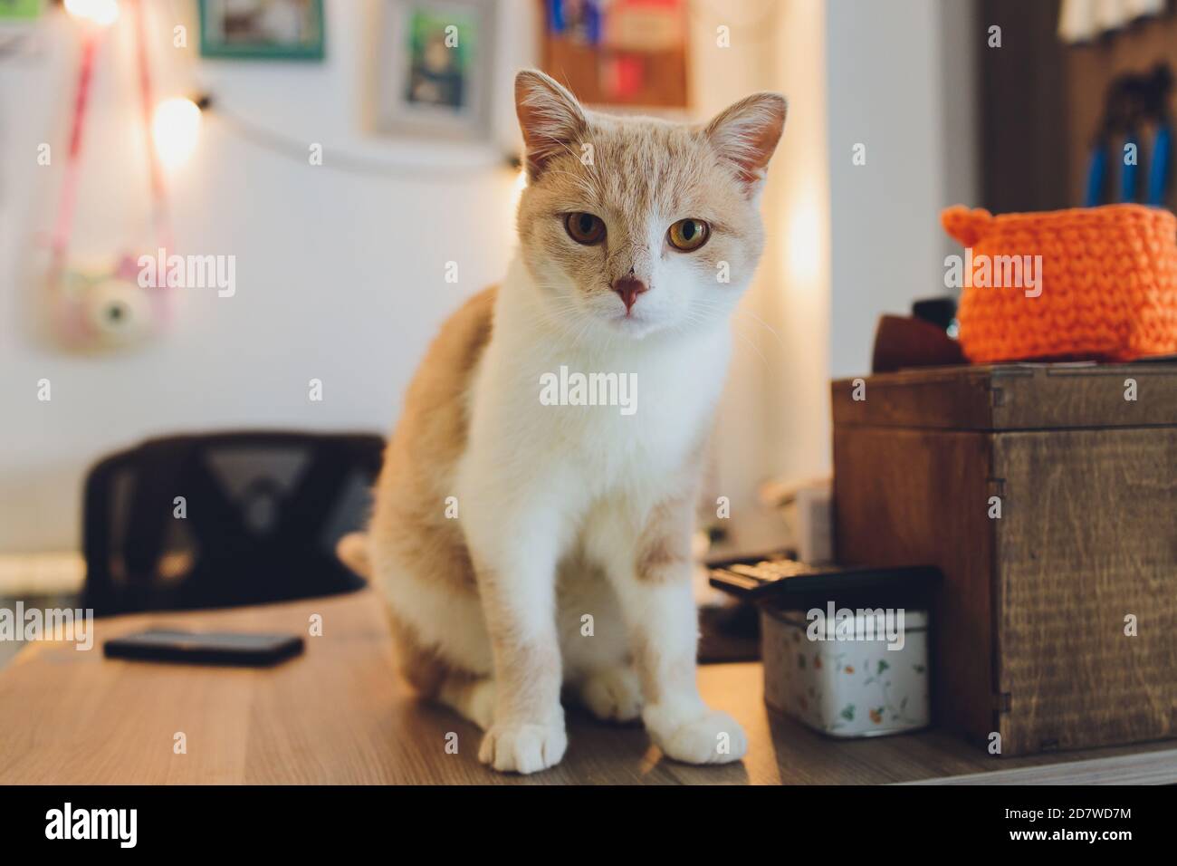 Gatto Munchkin arancione e bianco, gambe corte gatto carino poco Foto stock  - Alamy