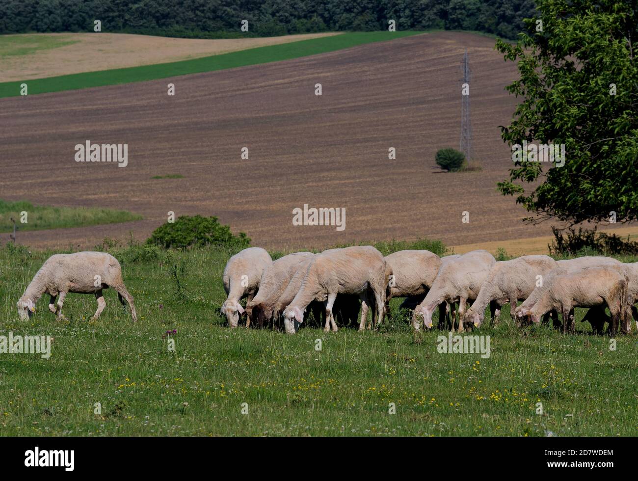 Gregge di pecore pascolano su un prato Foto Stock