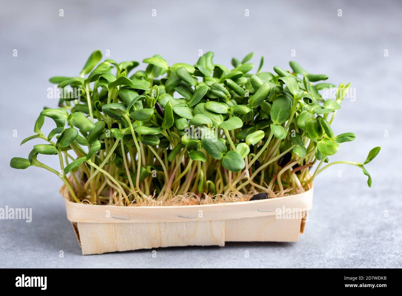 Micro germogli di girasole verdi in scatola di legno su fondo di tavola di cemento. Cibo vegetariano vegano sano Foto Stock