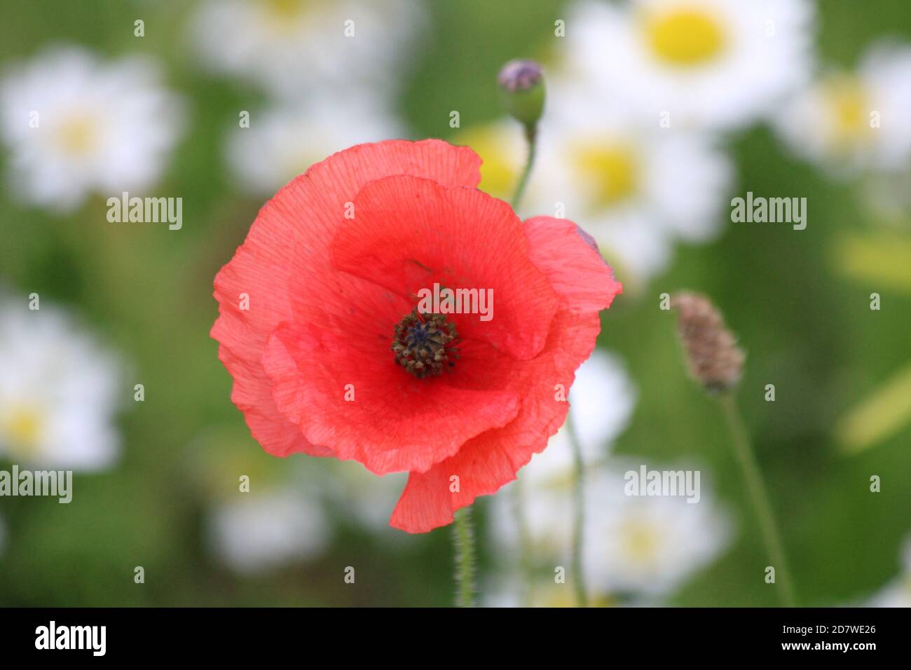 Una foto macro, un closeup di un papavero circondato da dasie. Foto Stock