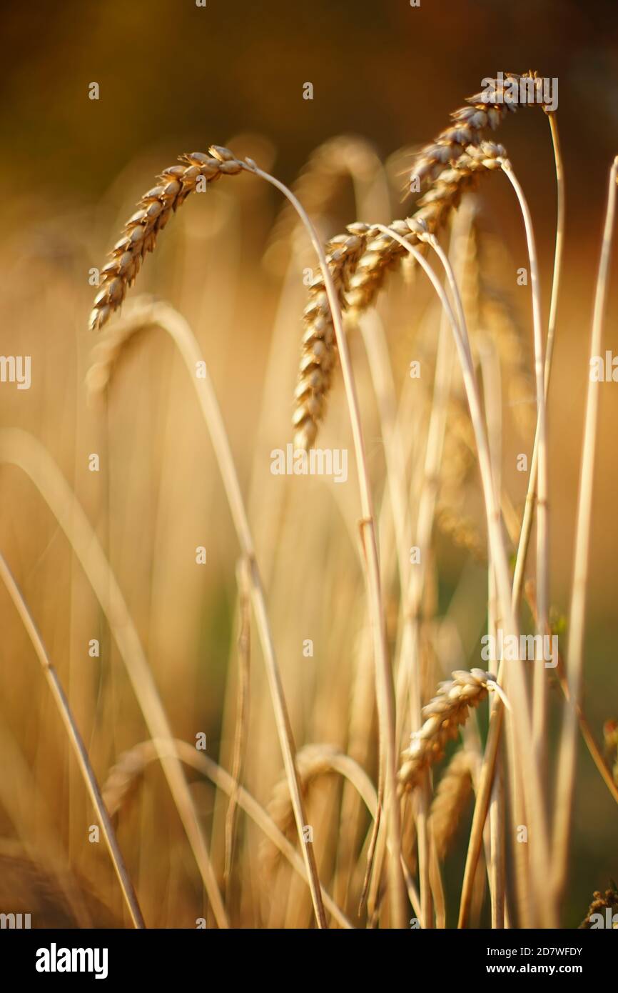 Nel campo autunnale si sono chiuocate incredibili orecchie di grano dorato. Foto Stock