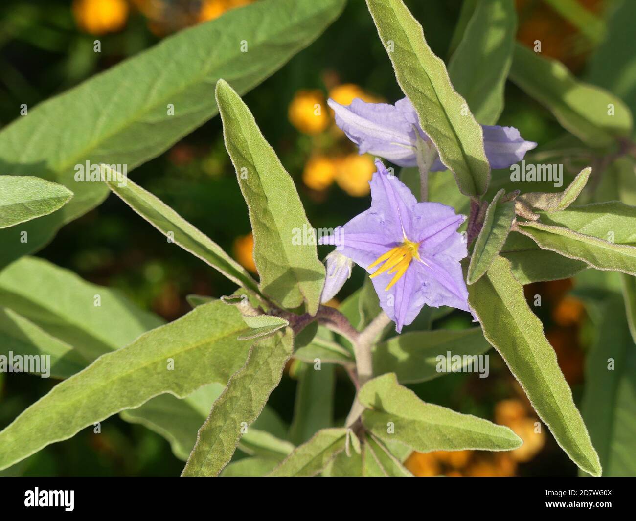 MELANZANE SOLANUM elaeagnifolium su Rodi. Foto: Tony Gale Foto Stock