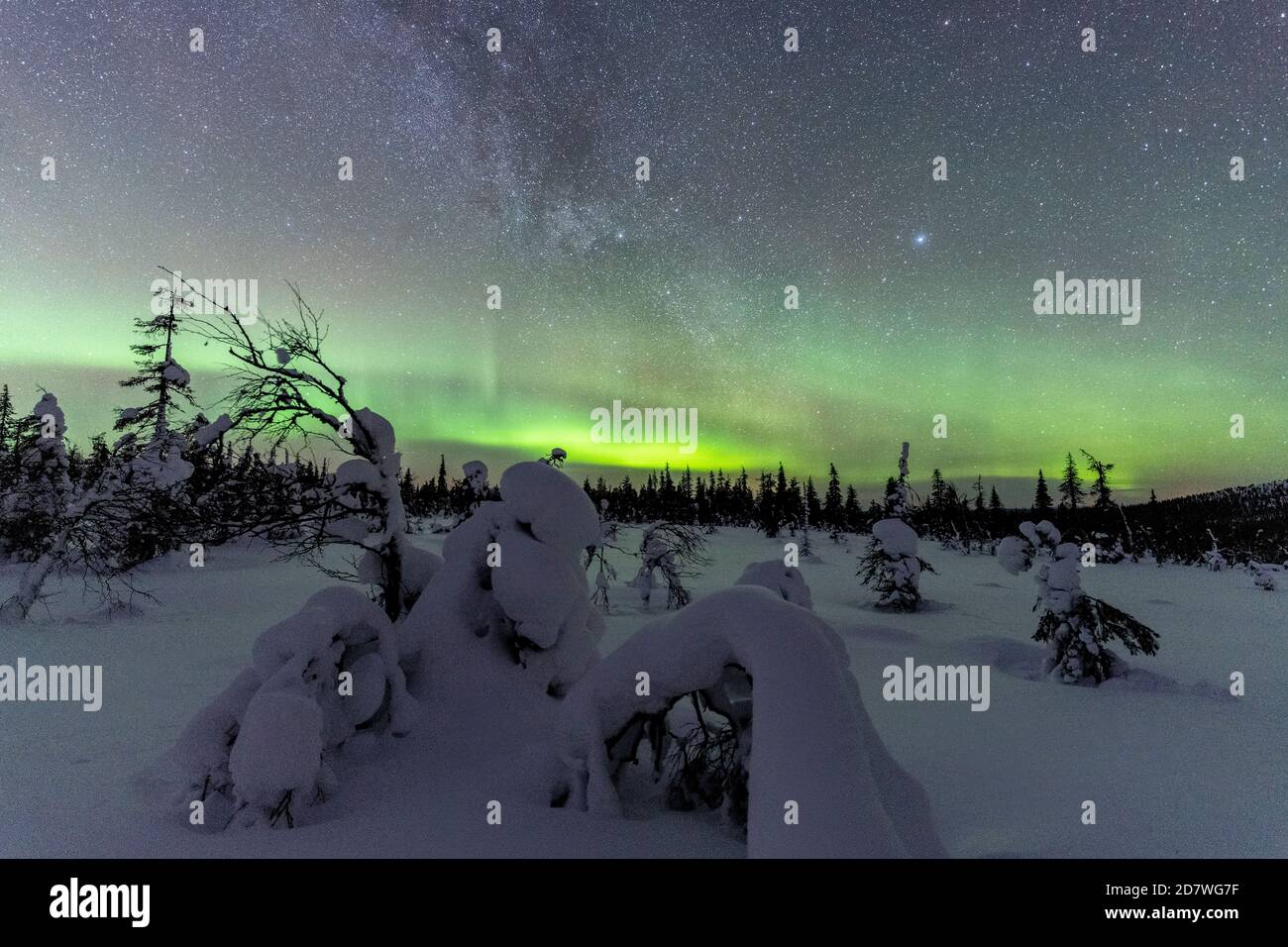 Alberi congelati nella foresta innevata illuminata dall'Aurora Borealis, dal Parco Nazionale Pallas-Yllastunturi, Muonio, Lapponia, Finlandia Foto Stock