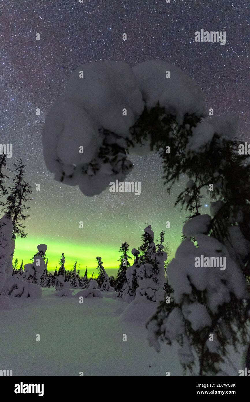 Aurora boreale su alberi surgelati nella foresta innevata, Parco Nazionale Pallas-Yllastunturi, Muonio, Lapponia, Finlandia Foto Stock