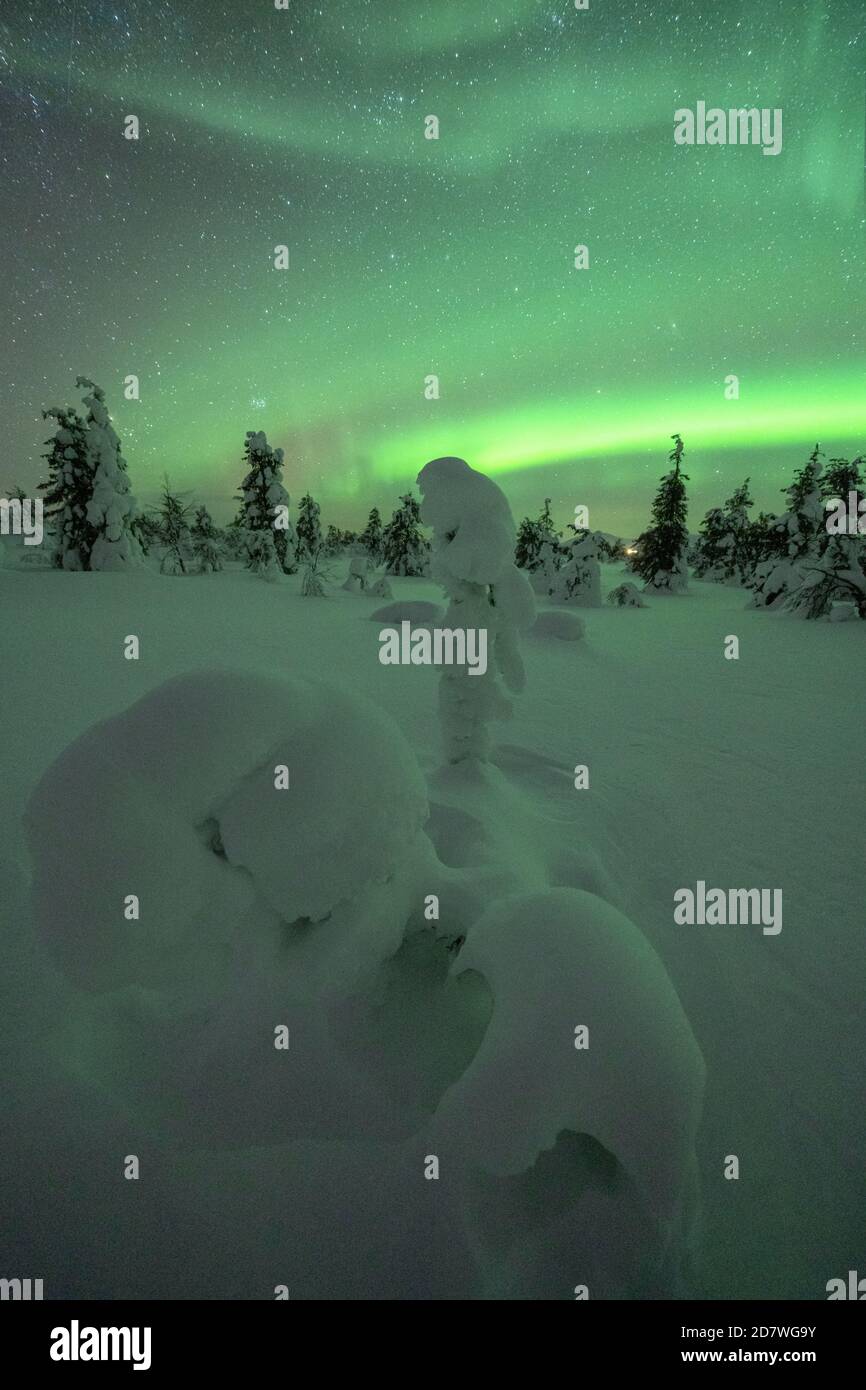 Arbusti di nani congelati nella neve illuminata dall'aurora boreale, Parco Nazionale Pallas-Yllastunturi, Muonio, Lapponia, Finlandia Foto Stock