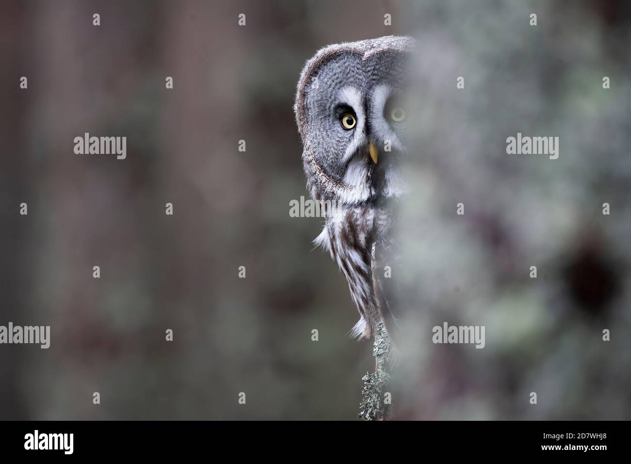 Great Grey Owl Strix nebulosa peering intorno a un pino scozzese Albero nel Cairngorms National Park preso in condizioni controllate Foto Stock
