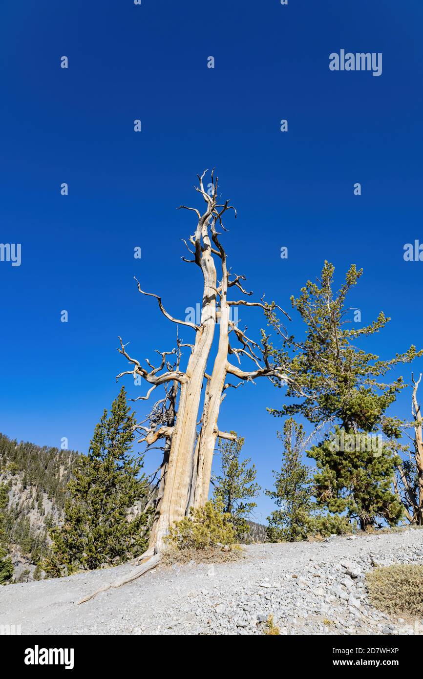 Paesaggio soleggiato del percorso bristlecone in Nevada Foto Stock