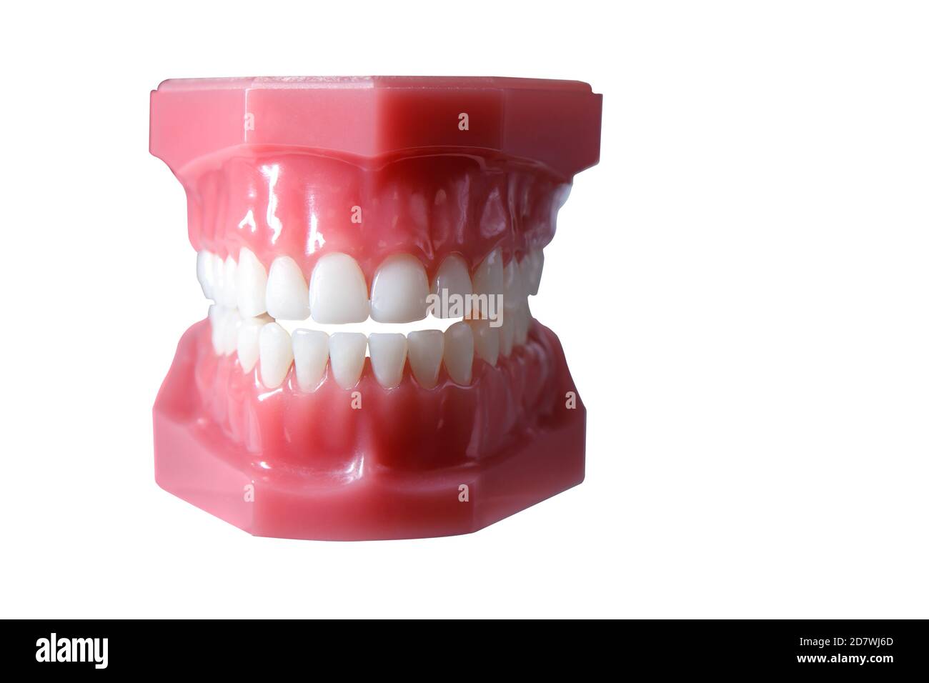 Modello di mascella di un uomo con denti uniformi. Il concetto di cura della cavità orale. Spazio di copia Foto Stock