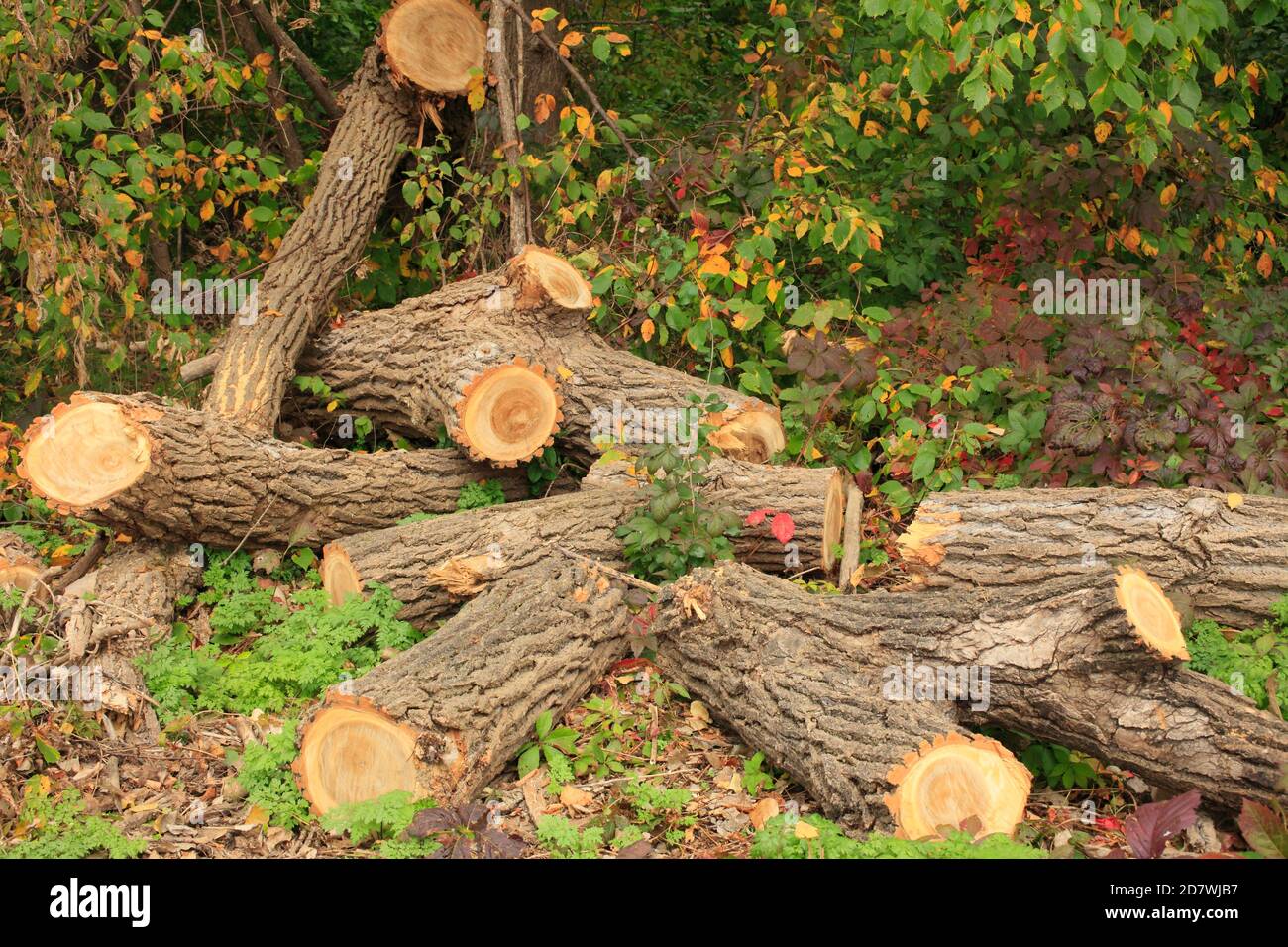 Tagliare il tronco di albero caduto Foto Stock