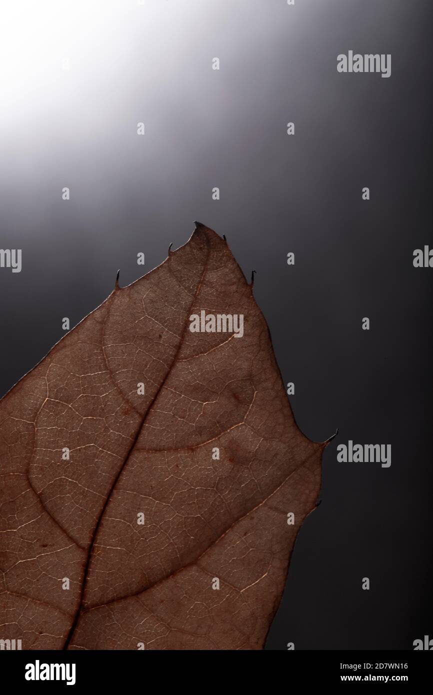 Dettagli foglia su sfondo sfumato (spooky) Foto Stock