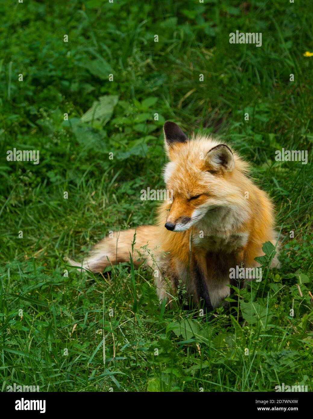 Volpe rossa seduta in erba verde Foto Stock