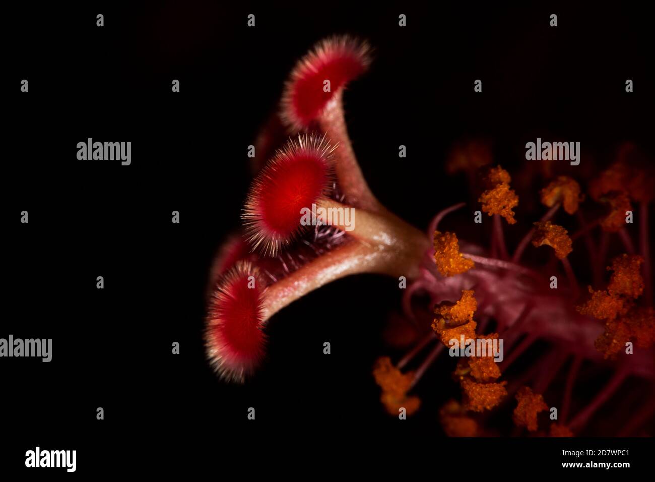 Hibiscus Juno primo piano dettaglio di colori brillanti Foto Stock