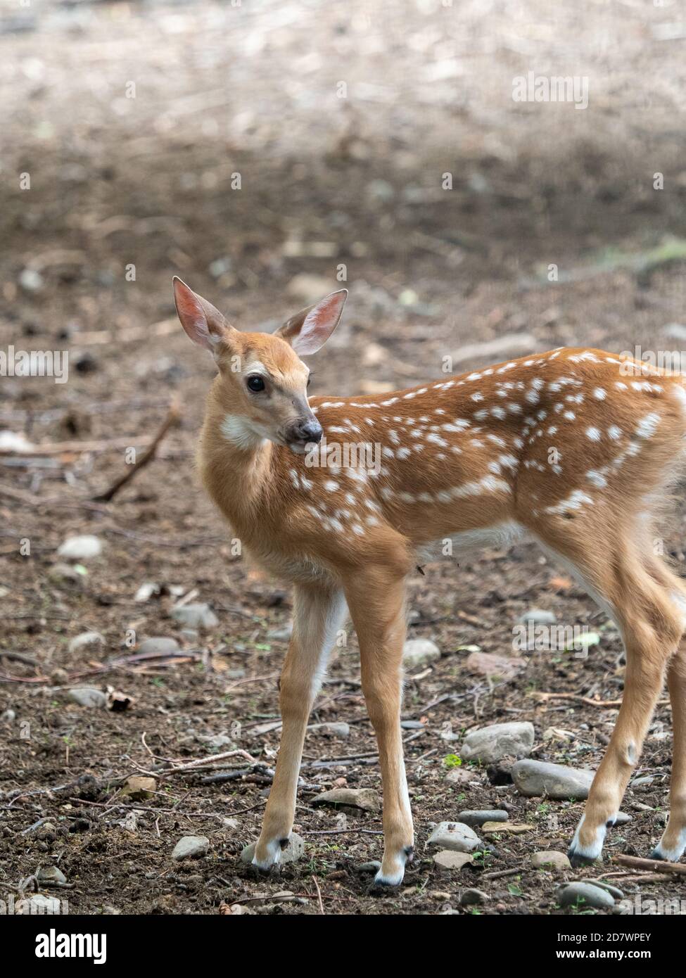 Capriolo rosso giovanile in piedi su uno sfondo grigio e marrone Foto Stock