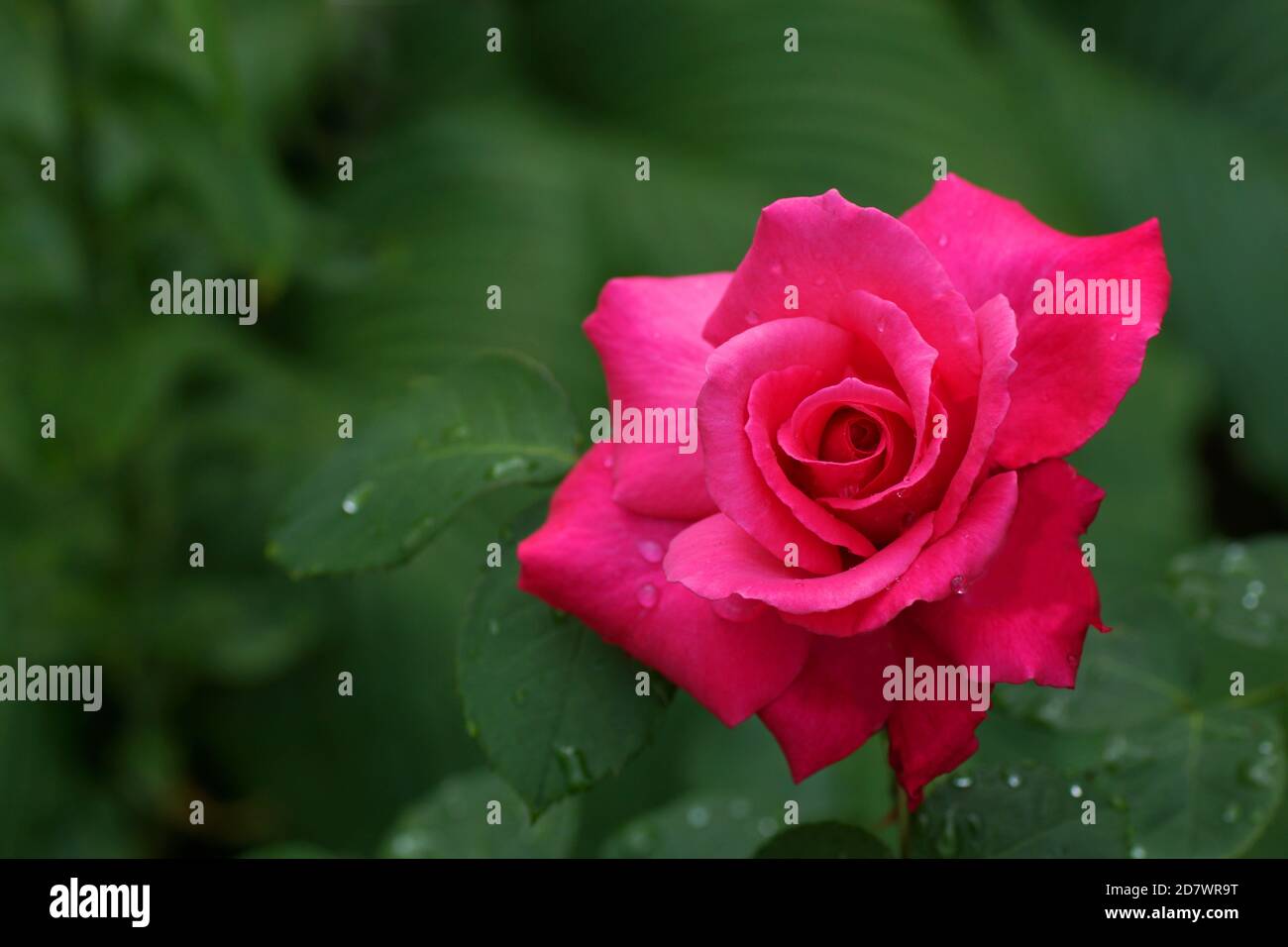 Mullard Jubilee bella cremisi rosa primo piano. Un fiore, in un giardino in condizioni naturali tra il verde, sotto il cielo aperto. Foto Stock