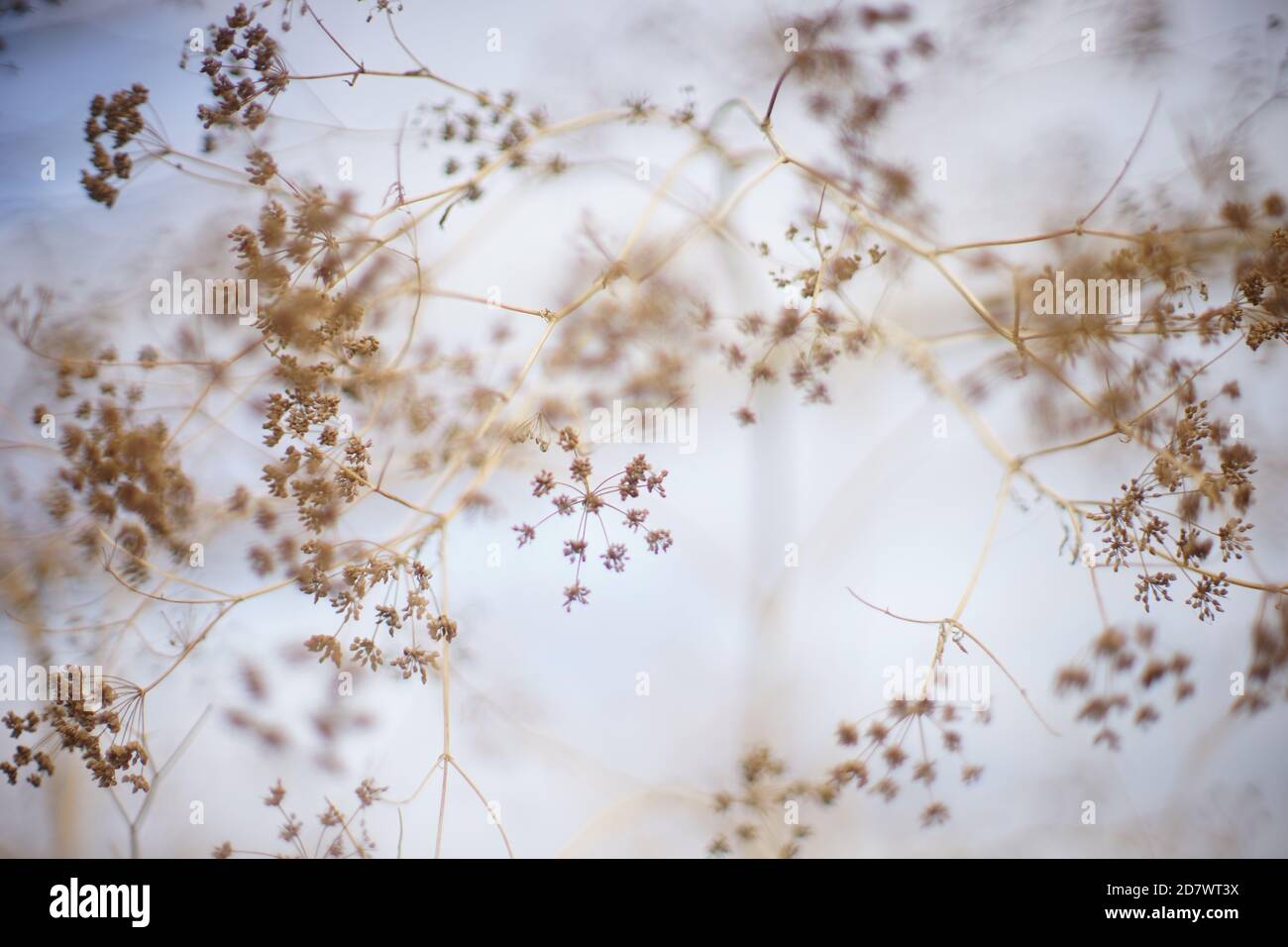 Aneto secco autunno crescere in bianco blu cielo sfondo. Messa a fuoco morbida Art. Foto Stock