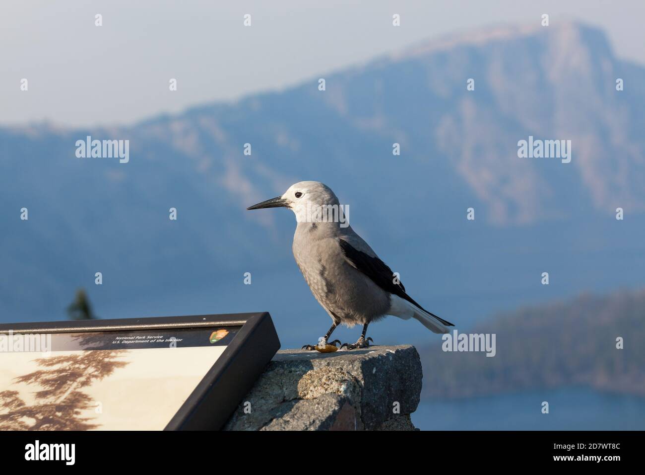 Crater Lake National Park, Oregon / USA - 8 settembre 2014: Un uccello del Cracker di noci di Clark atterra su un segno del parco con aria riempita di fumo da fuoco selvatico fi Foto Stock