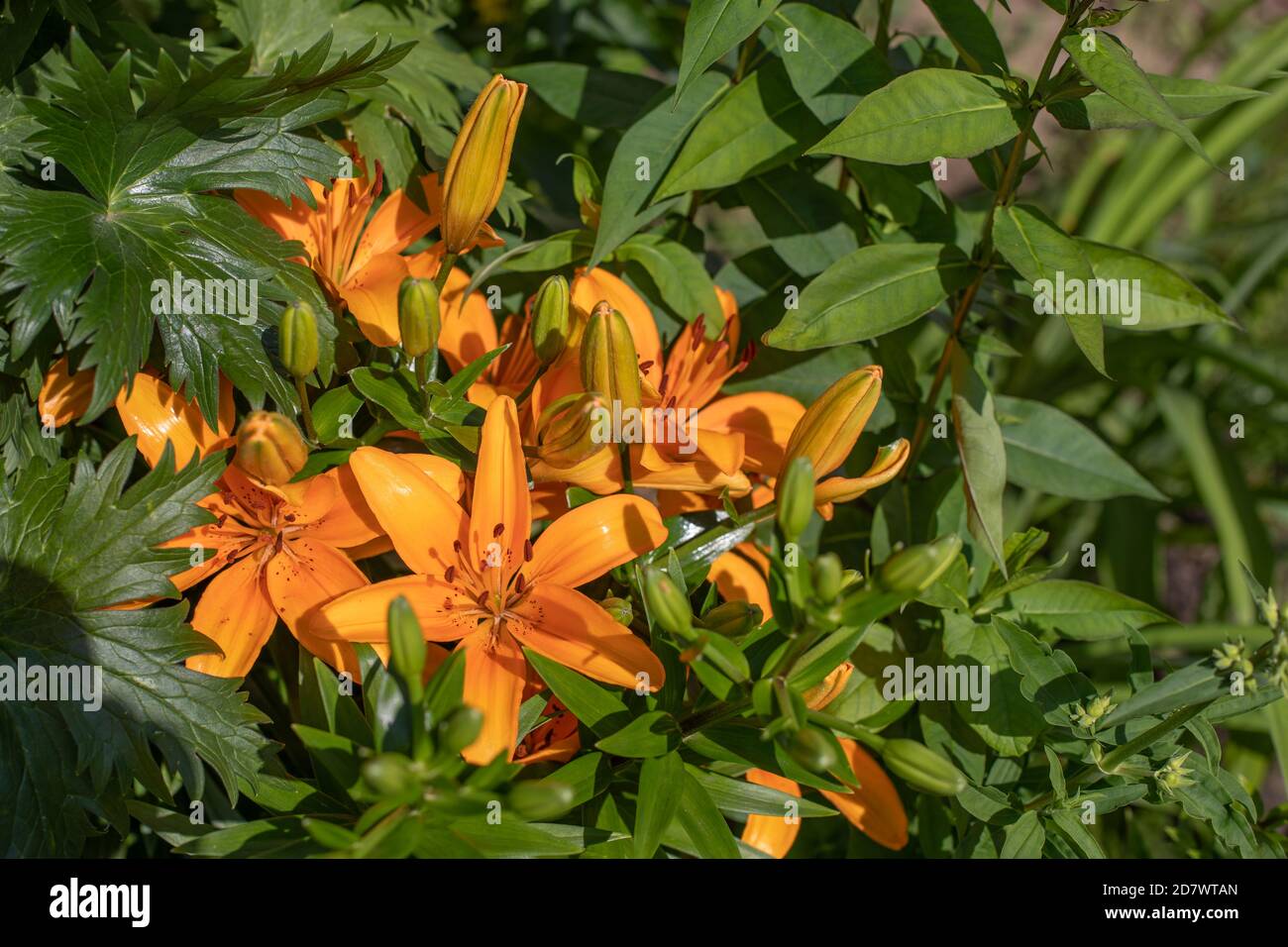 Fiori d'arancio giorno giglio primo piano. Vivace grande fiore giglio cespuglio, paesaggio floreale su uno sfondo di verde fogliame Foto Stock