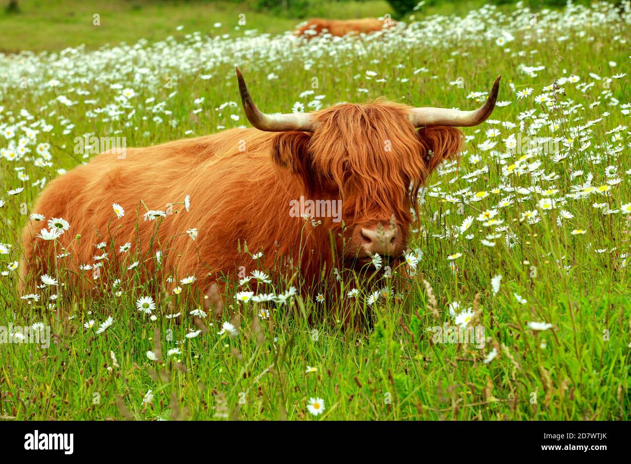 Schottisches Hochlandrind, bestiame delle Highlands in der Holsteinischen Schweiz. Bestiame delle Highlands scozzesi Foto Stock