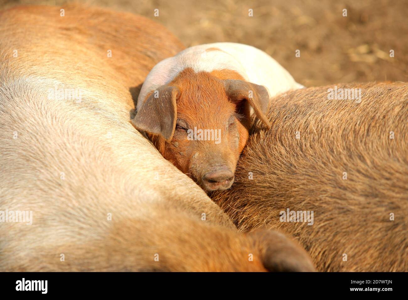 Rotbuntes Husumer Schwein, FERKEL. Maiale Husum di colore rosso, maialino. Foto Stock