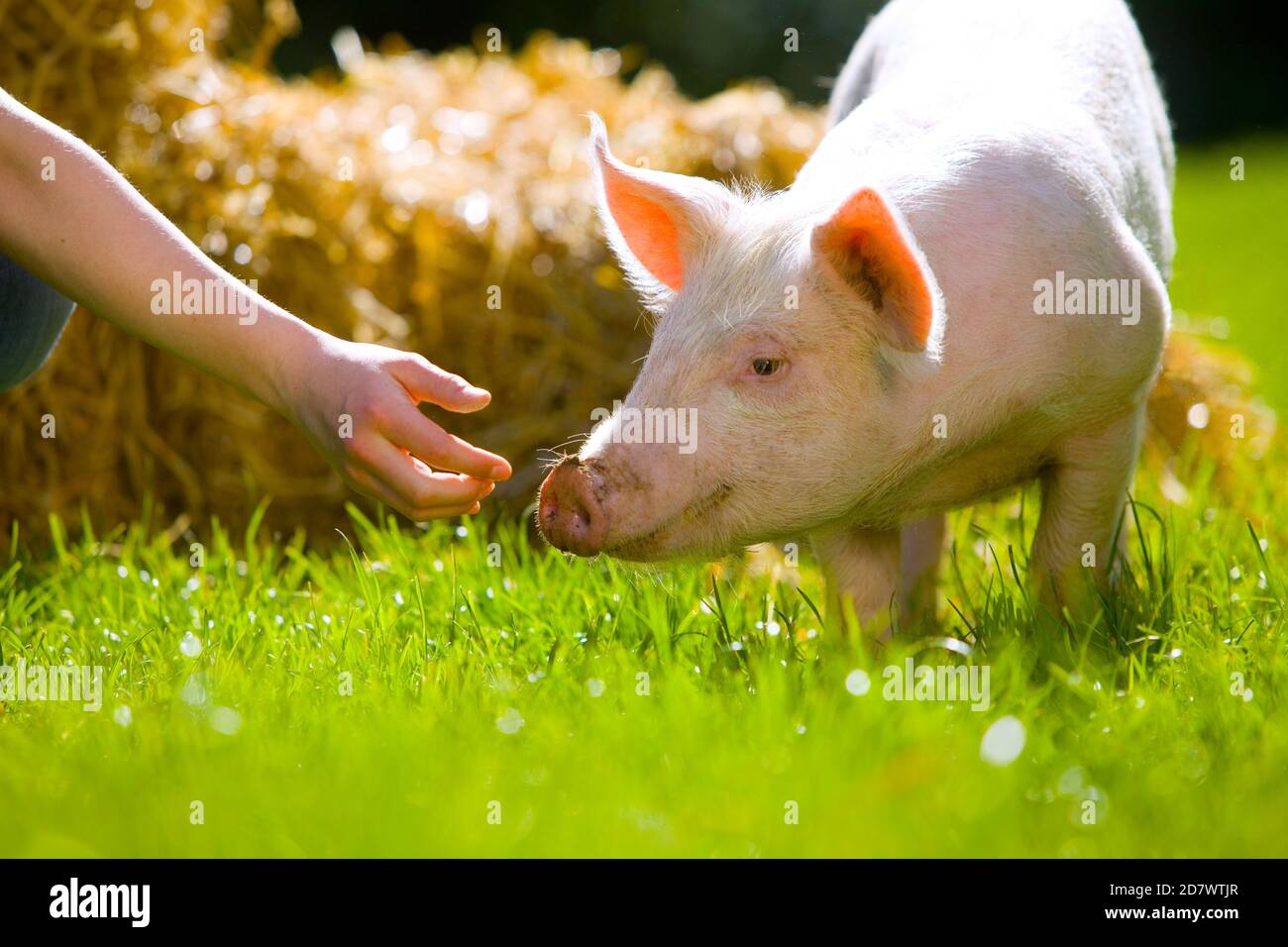 Biohof Schwein. Rosa Schwein auf eine Wiese. Schnupper an einer Menschen Hand.Pink maiale in un prato. Sniff una mano umana. Foto Stock